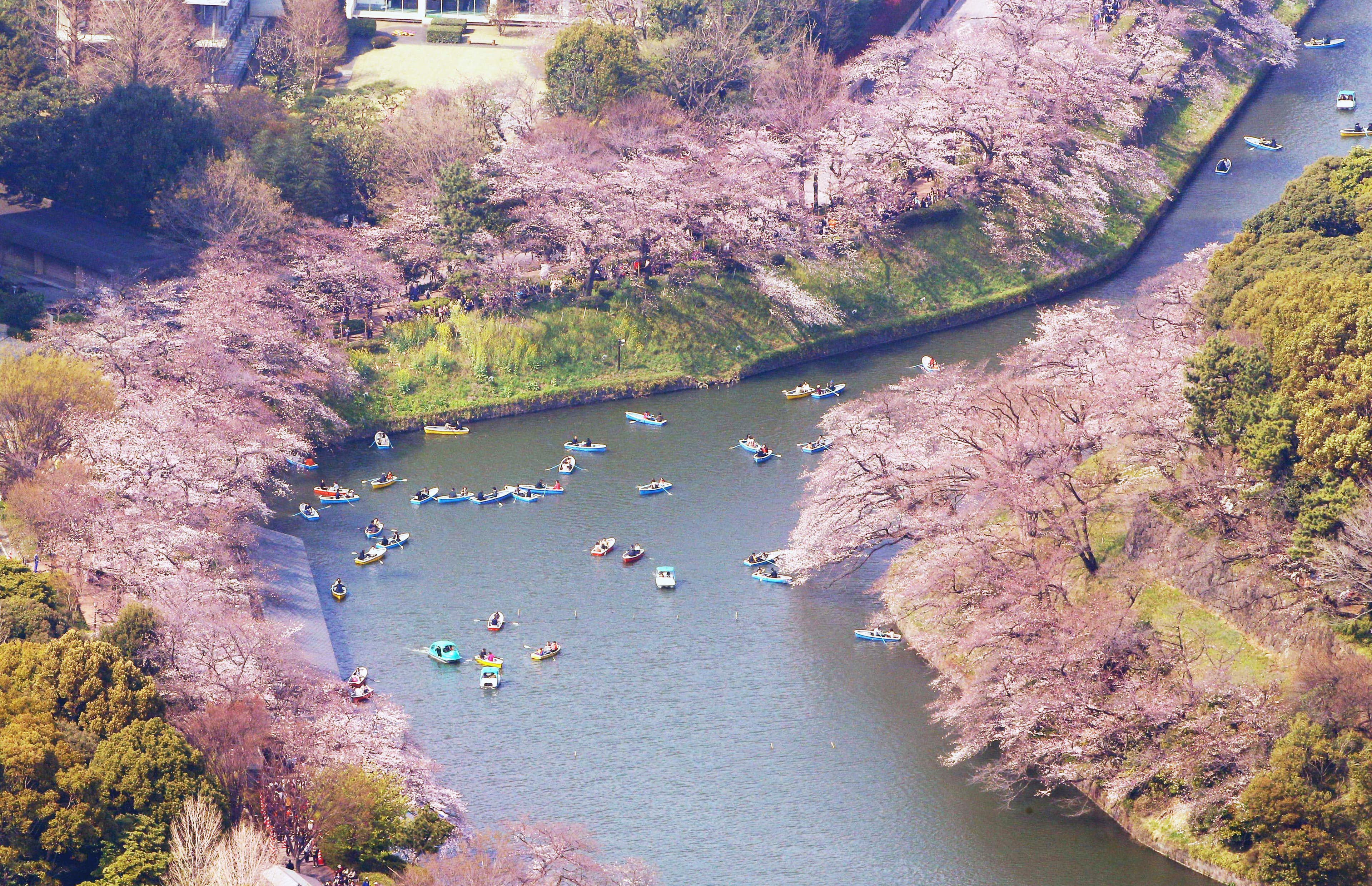 東京櫻花進入全盛期,繁花點綴千鳥之淵,猶如粉色綢帶。(東方IC)