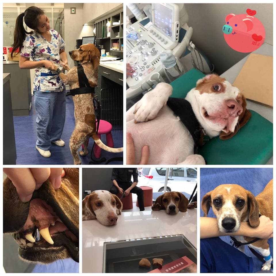 防疫犬每半年就要接受一次健檢。(翻攝自恩亞動物醫院臉書)