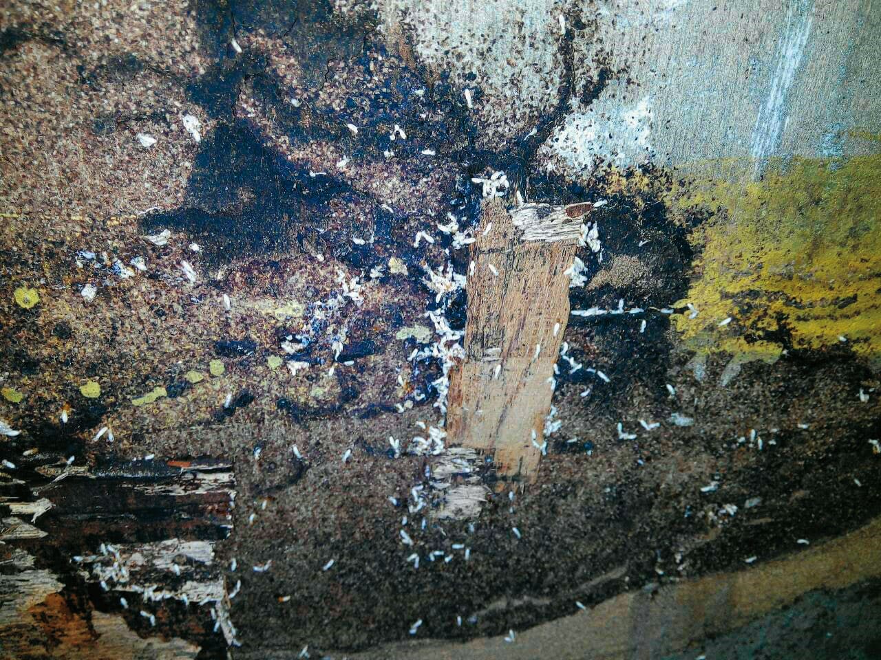 颱風過後,安親班牆壁漏水、長白蟻(圖),業者花錢裝潢,卻遭鄰居不斷檢舉。(讀者提供)