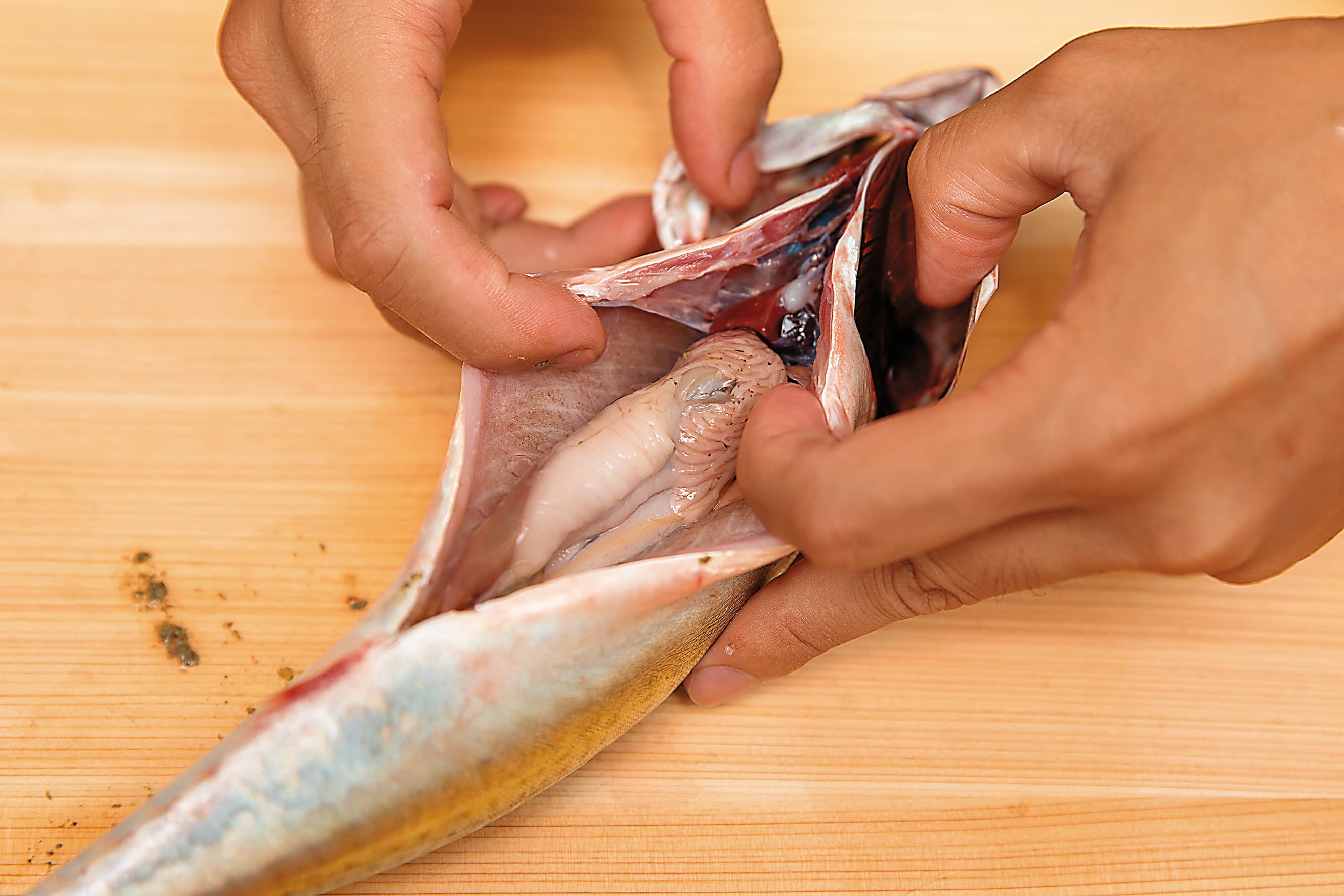 剖開魚肚,認識魚的內臟。