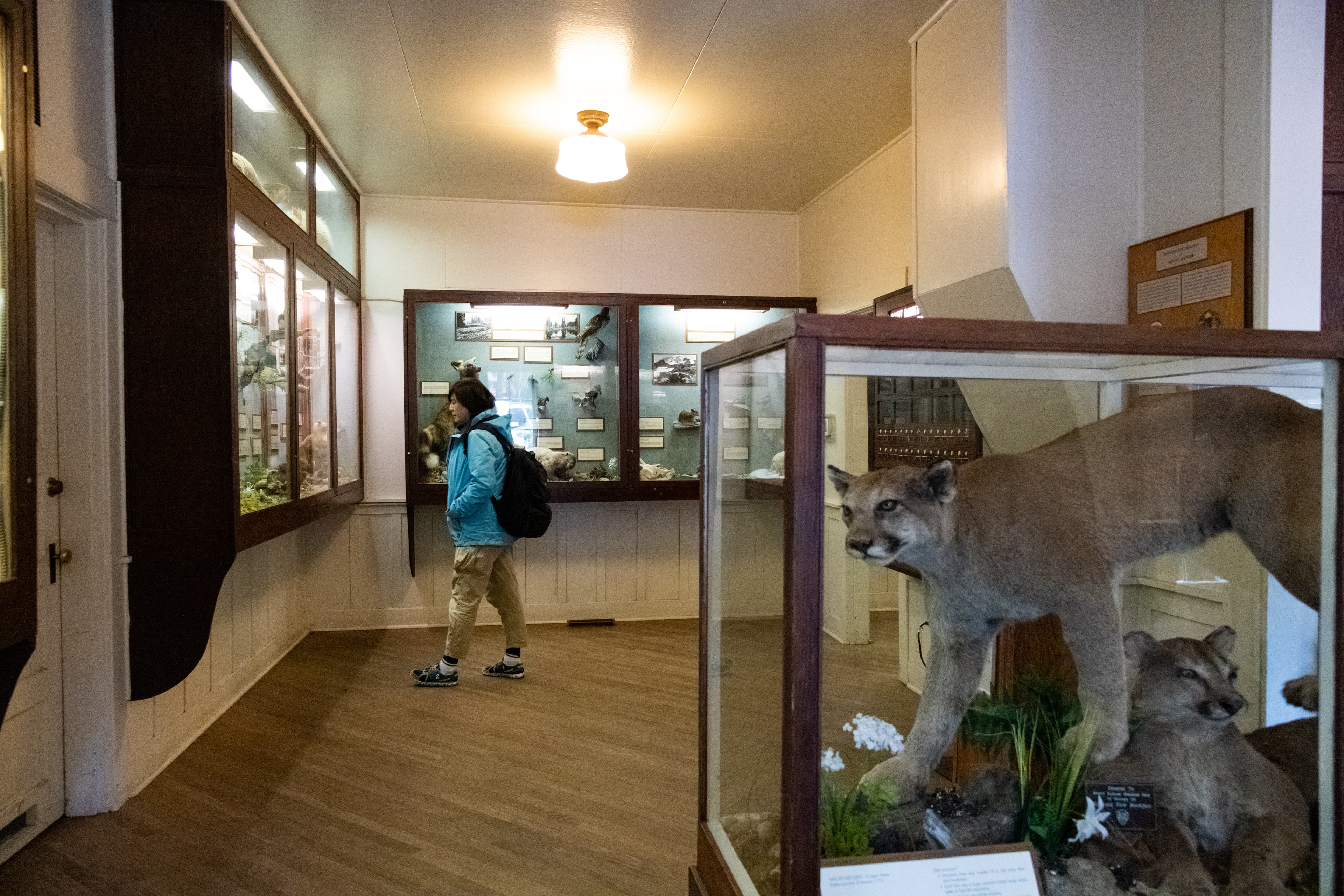 Longmire的小博物館裡,提供旅遊資訊,也展示當地的動、植物標本。