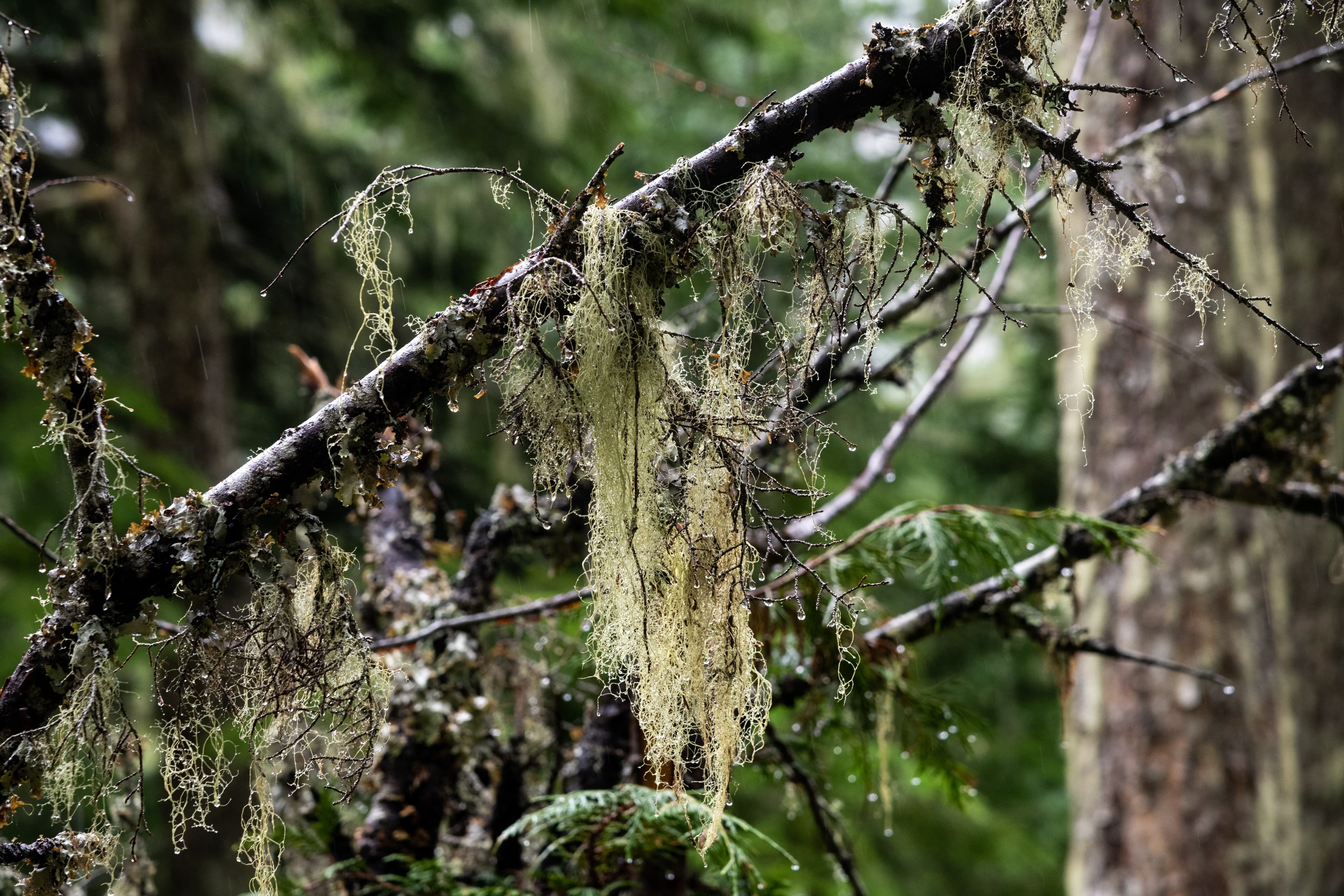 瀑布源頭附近長滿goat’s beard lichen,是空氣超級乾淨的證明。