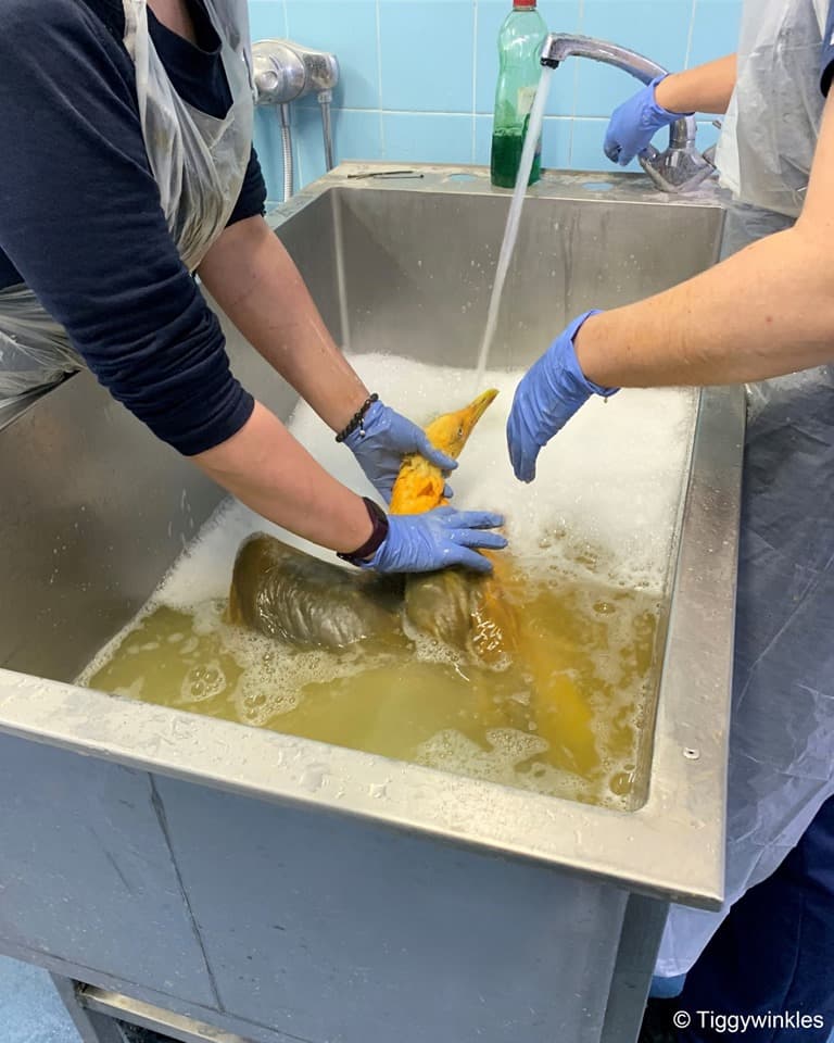 獸醫檢查後,才發現這隻鳥只是全身被覆蓋咖哩或薑黃的海鷗,並幫牠清洗乾淨。(翻攝自臉書Tiggywinkles Wildlife Hospital)