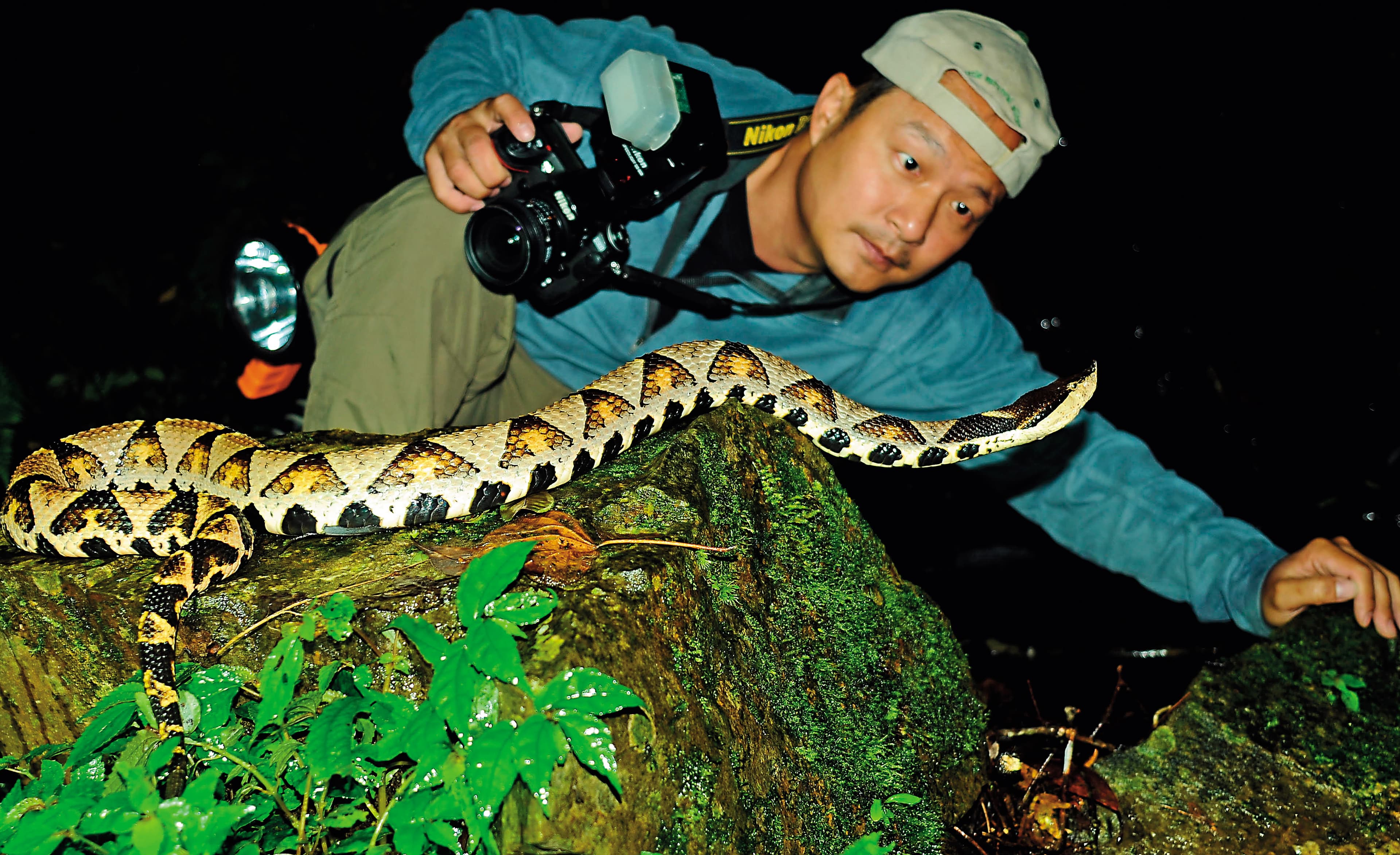 林青峰自幼愛蛇,在台北市立動物園任職期間,也擔任蛇類研究人員。圖為在北橫公路山區觀察百步蛇。(林青峰提供)