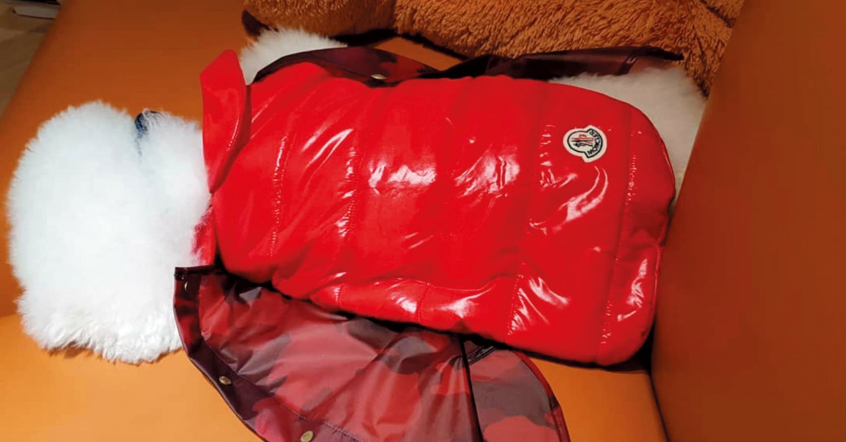 蔡依林對愛犬屋虎的打扮相當豪奢,連衣服她都精選法國MONCLER羽絨衣,1件要價超過2萬元。(翻攝自蔡依林IG)