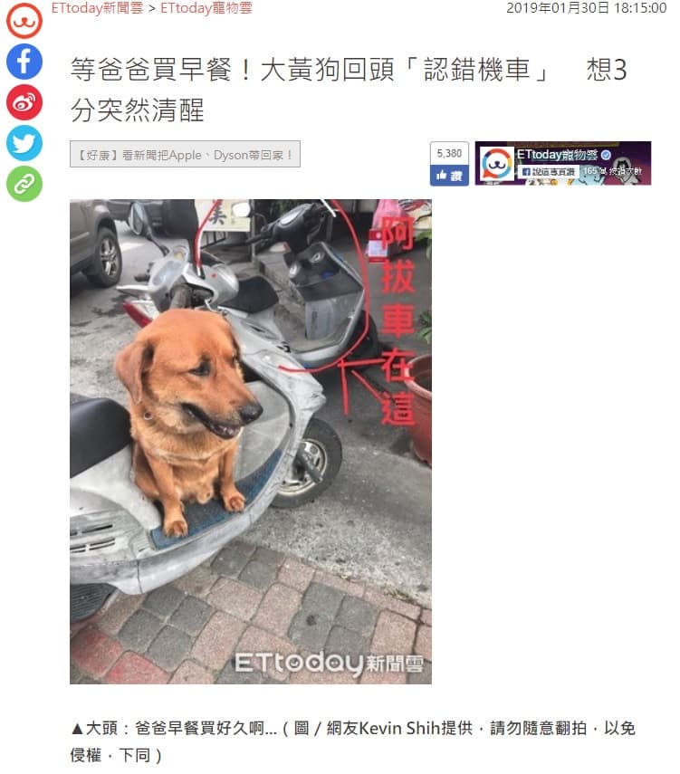 大頭黃太黏新主人,在1次出門買早餐時,還因此鬧出糗事。(翻攝畫面)