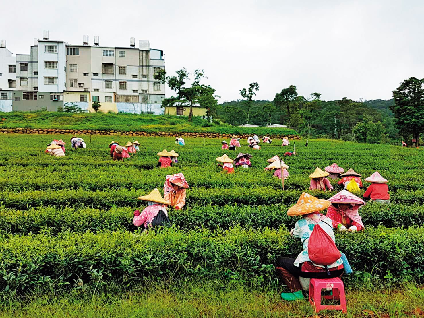 農林手握近4,000公頃土地,曾是全台茶葉最大生產商及出口商。(農林提供)