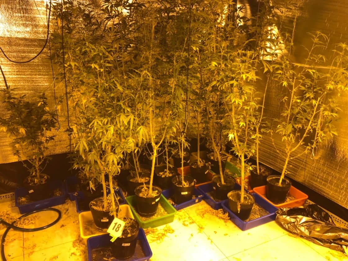 王嫌的毒窟被查獲大麻活株220株、大麻幼苗11盤(55株)、大麻花數箱……等贓物。(翻攝畫面)