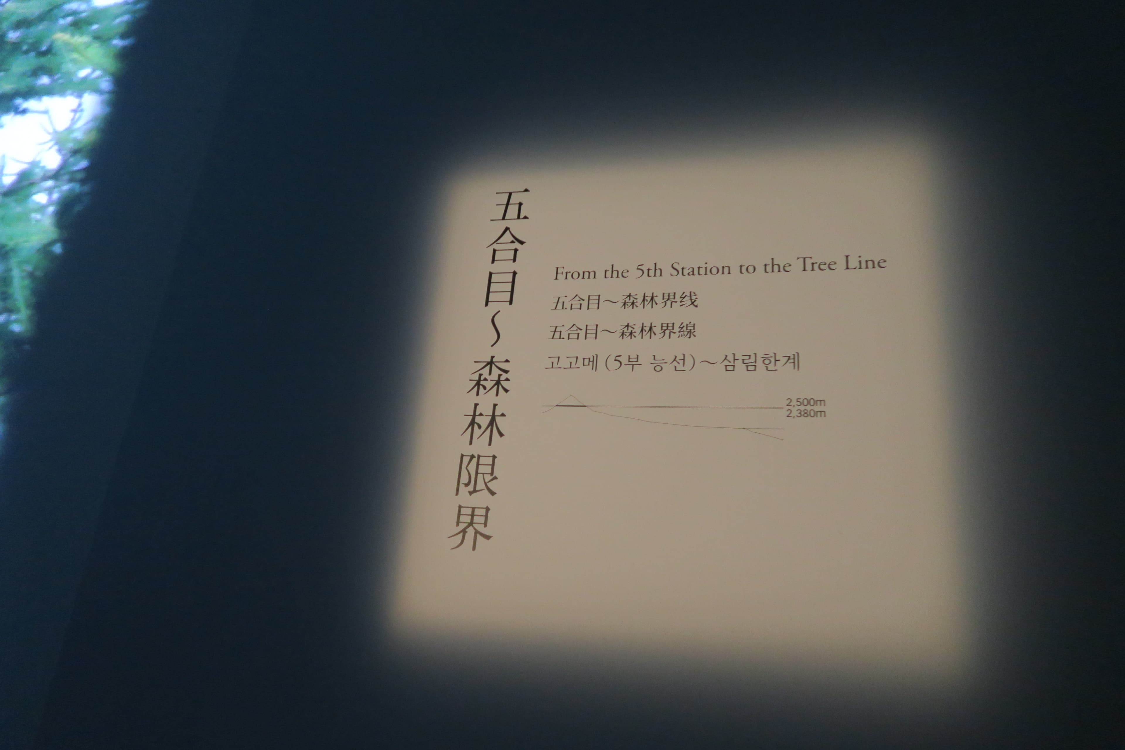 此處標示富士山五合目以上與森林的界限。