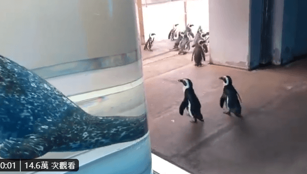 網友可以隨著影片,一起跟著企鵝逛水族館。(翻攝自横浜・八景島シーパラダイス公式 推特)