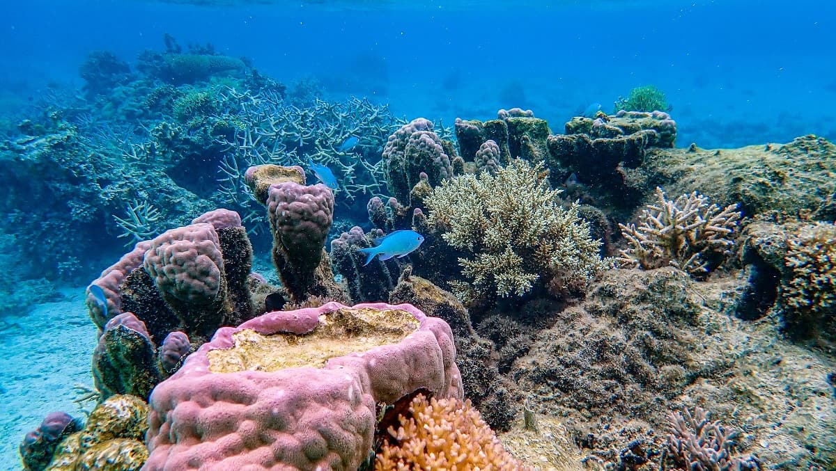 海中央各色珊瑚與魚群悠遊其中,非常非常美。