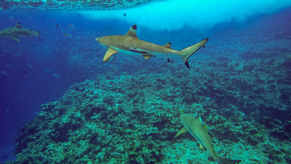 近距離觀看礁鯊,連牠皮膚的粗質都看得清楚。