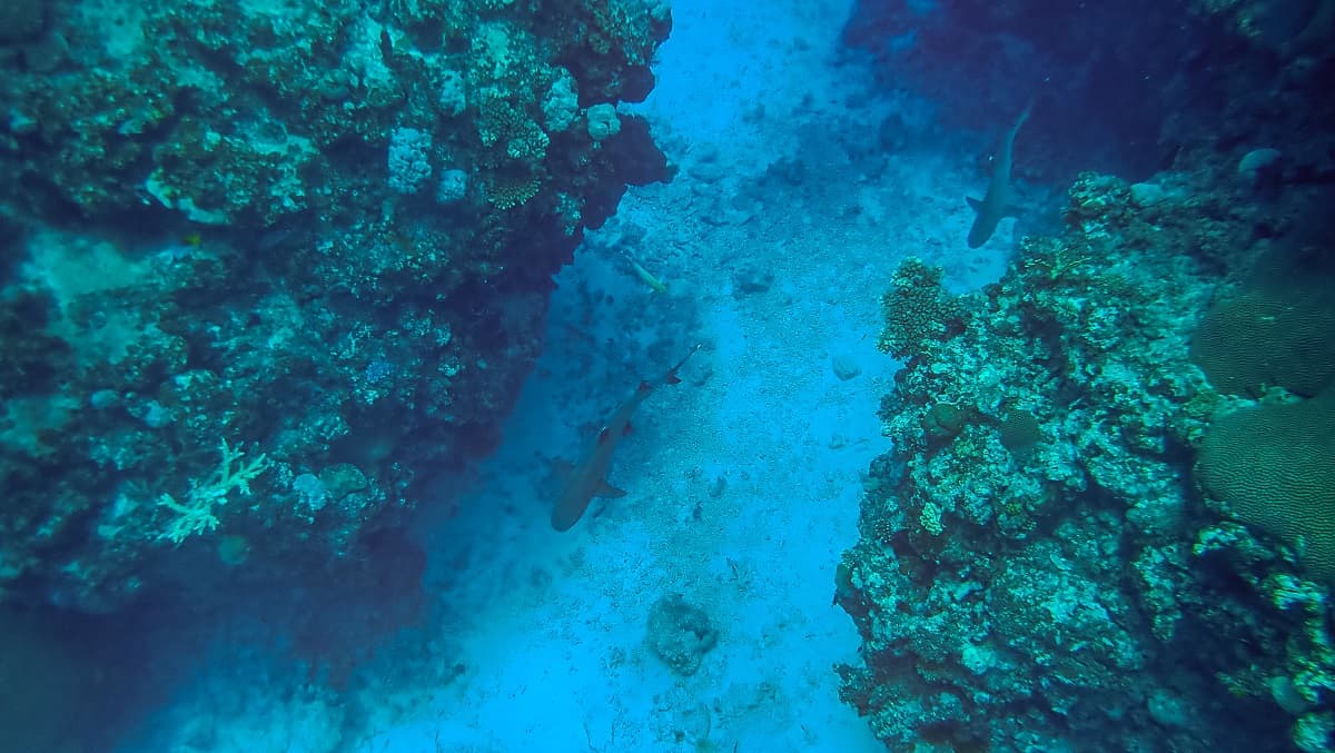 鯊魚遊在海中礁岩中央。
