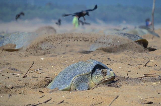 睽違7年,印度海灘在一週內瘋狂湧入32萬隻瀕危海龜上岸產卵。(翻攝自bipro_seas Instagram)