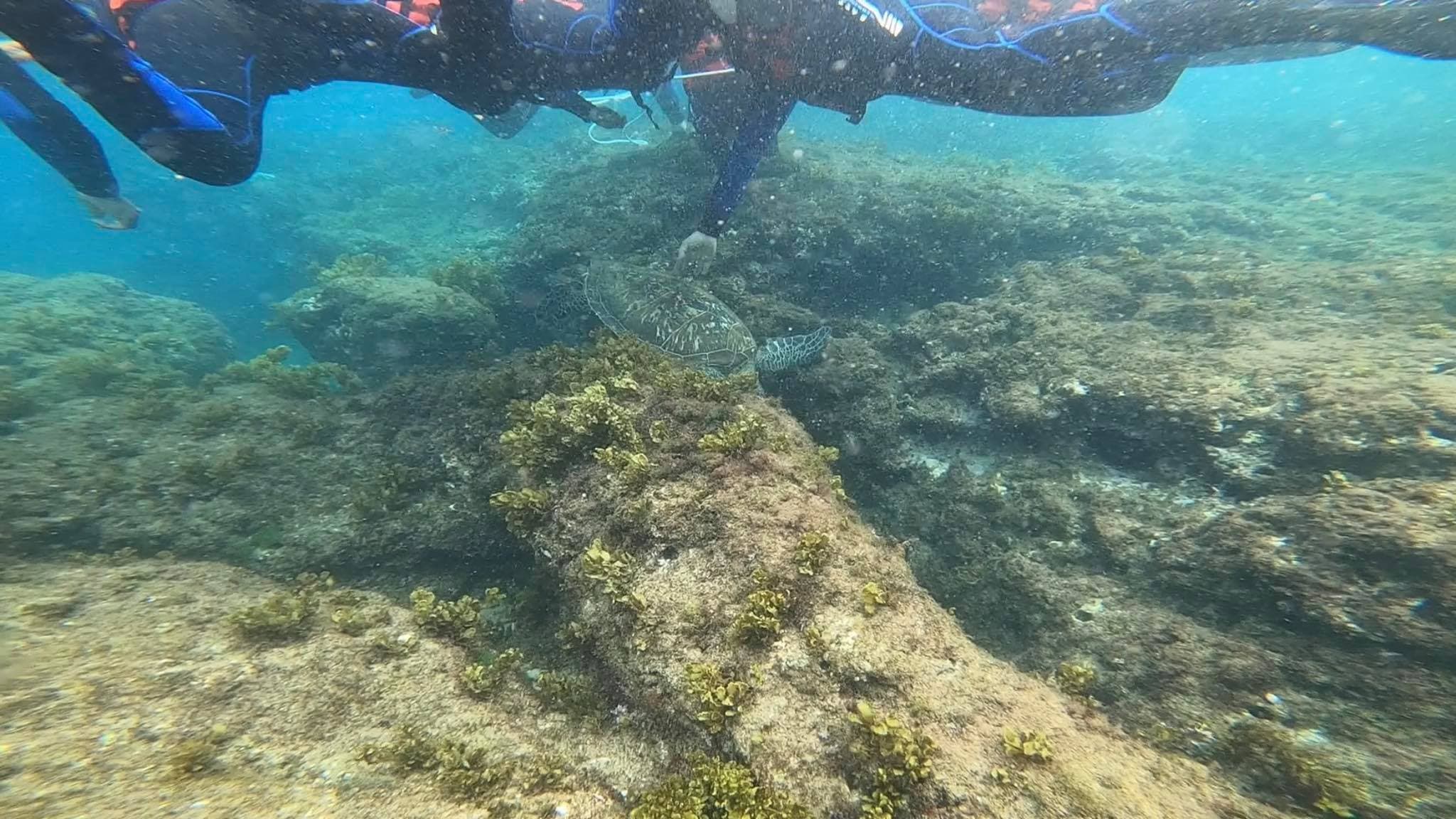 網友GoPro的畫面拍攝到浮潛客私自觸碰海龜背部。(翻攝自爆料公社)