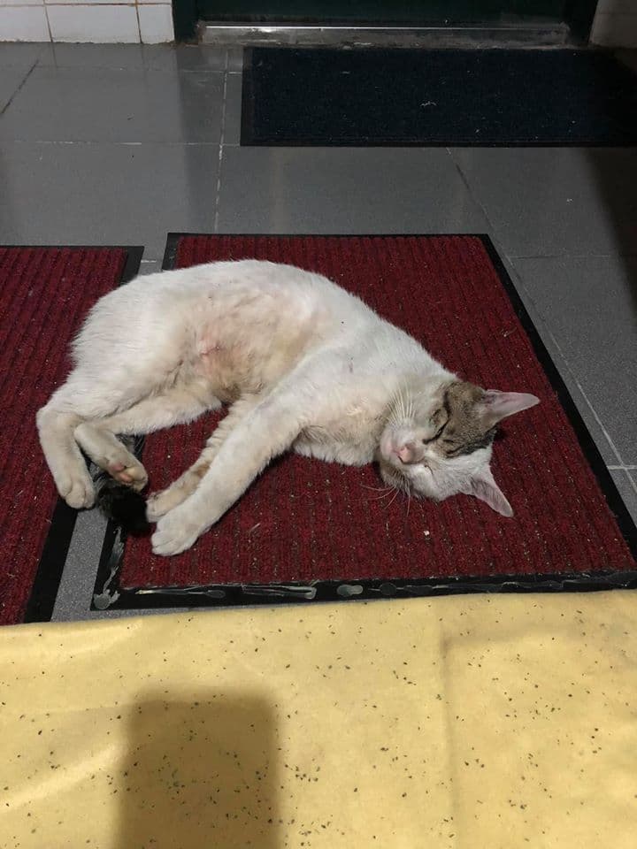 女飼主透露,被遺棄過的「黑尾」相當害怕人。(翻攝自臉書)
