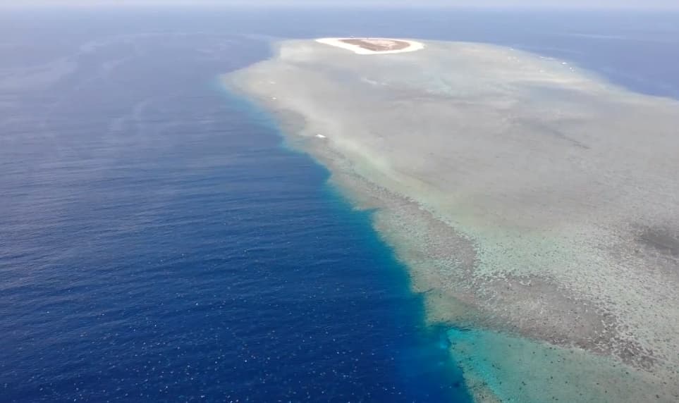 澳洲雷恩島是世界上最大的海龜聚集地。（Great Barrier Reef Foundation）