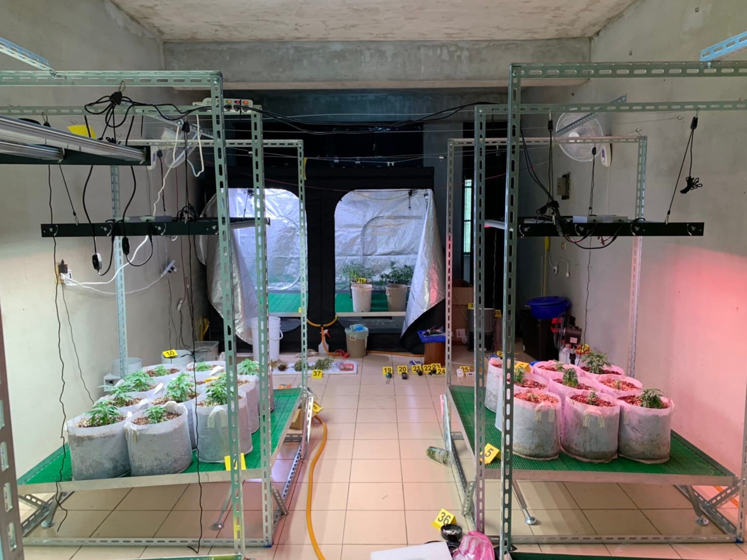 游嫌將租屋處改裝成大麻培育場。（翻攝畫面）