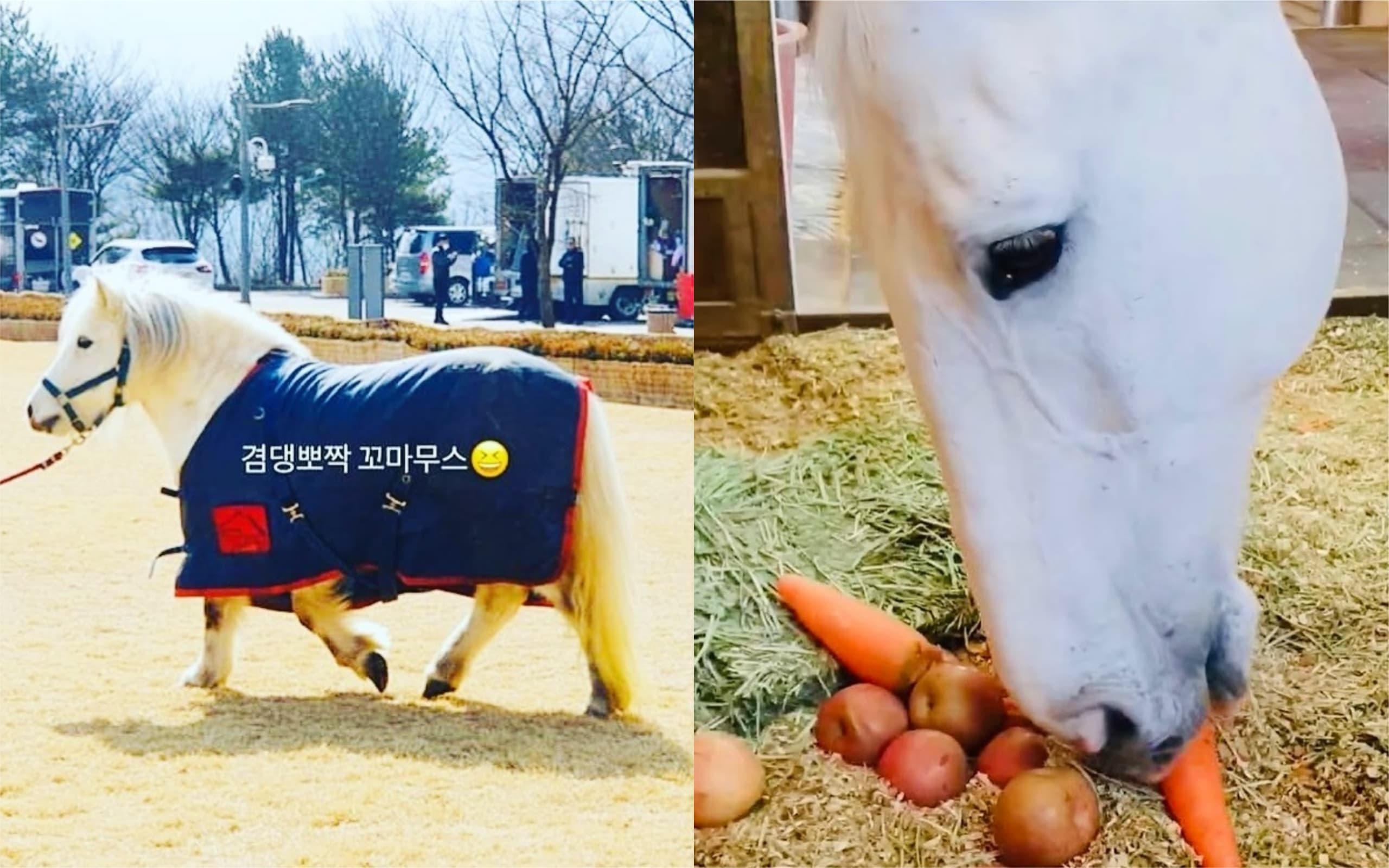 麥希穆斯(右圖)和迷你麥希穆斯都是京畿道「Horse Masters」馬場的馬,前者來自德國,迷你麥希穆斯則來自法國。(翻攝Horse Masters IG)
