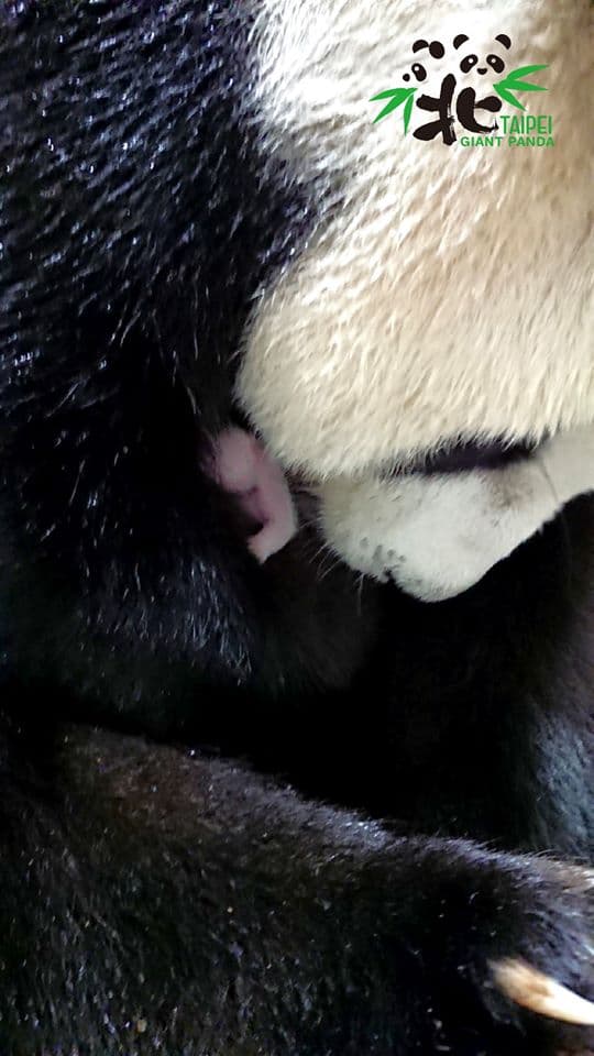 圓圓將幼仔抱在懷裡。(翻攝自Taipei Zoo 臺北市立動物園臉書)