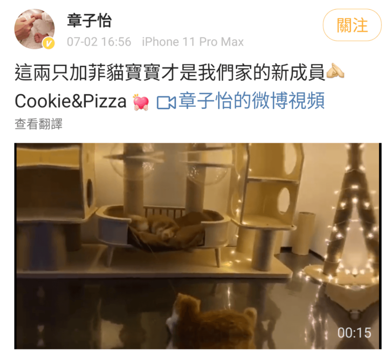 章子怡在微博貼出愛貓影片,表示牠們才是家中新成員,否認懷孕。(翻攝自章子怡微博)