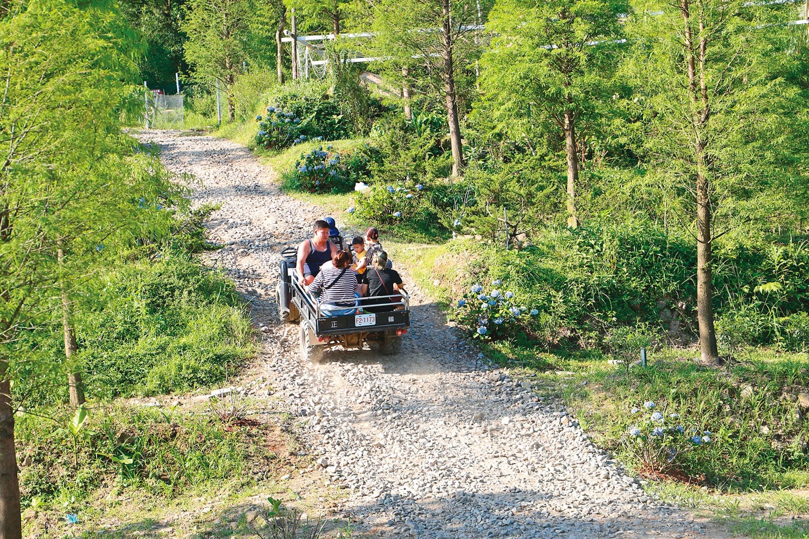 牧場內設置接駁車，遊客可輕鬆前往位在高處的養鹿園區。