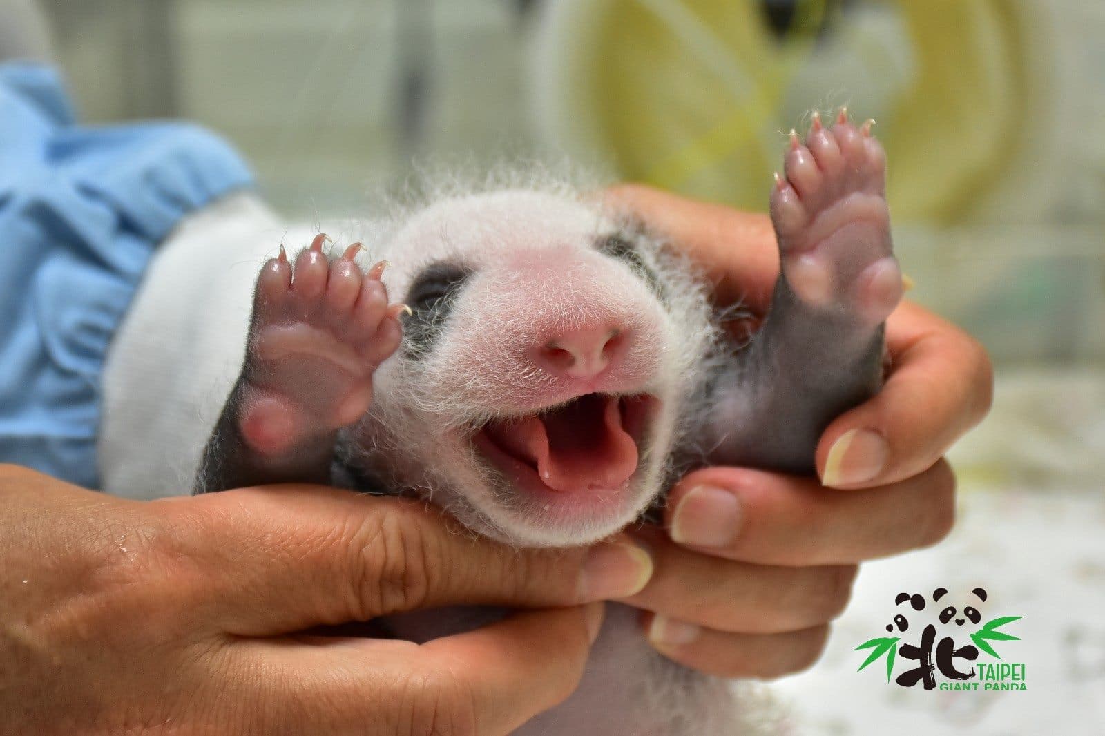 「圓仔妹」舉手卷舌(圖為7月16日,18日齡)。(台北市立動物園提供)