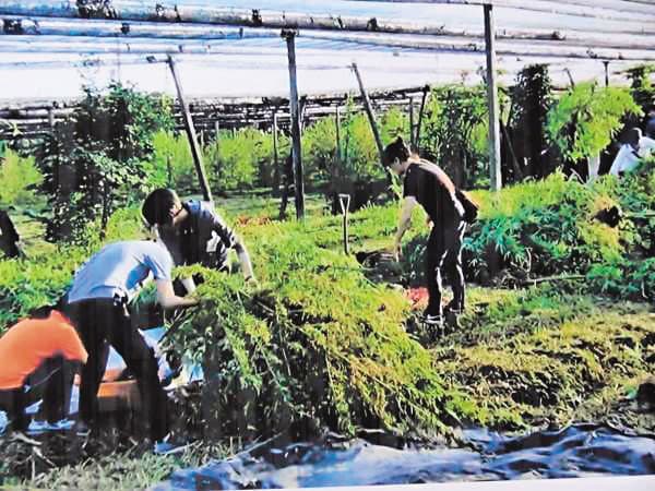 大麻這個出現在社會新聞裡的「毒品」,近年來被發現也是極具醫療潛力的植物。