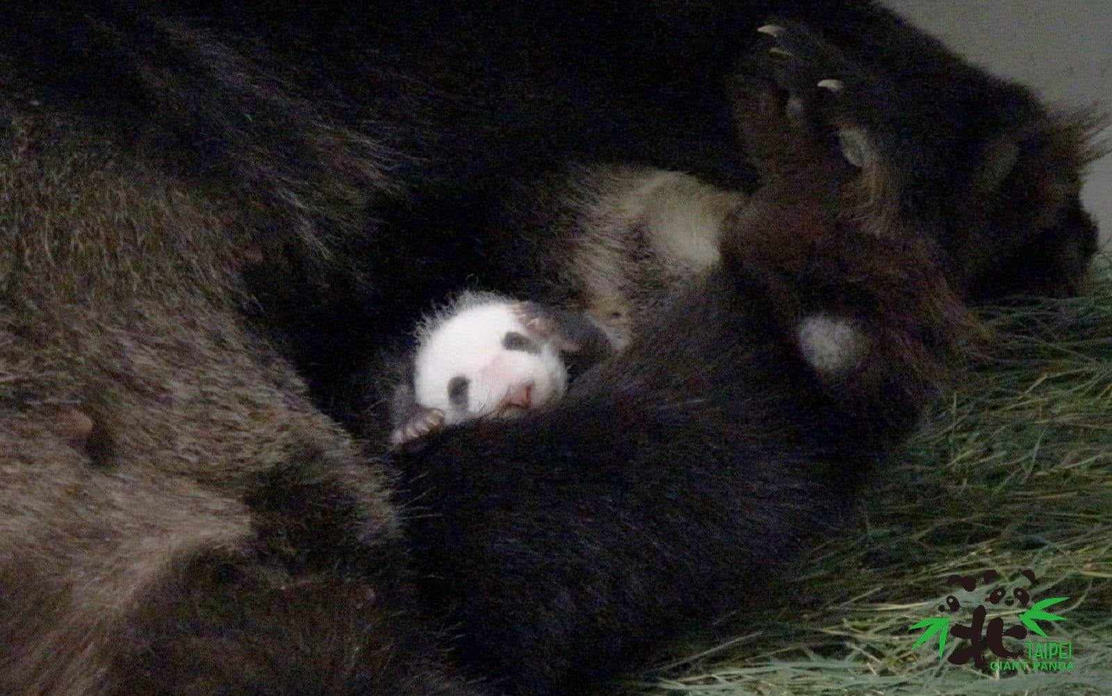 「圓仔妹」成功回到「圓圓」的懷抱,未來一週極為關鍵。(台北市動物園提供)