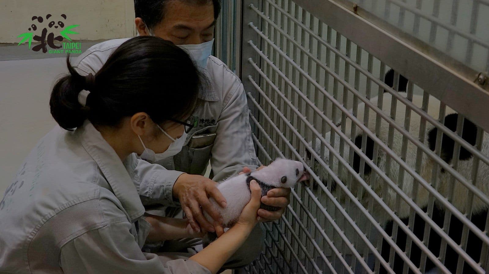 寶寶發出叫聲,「圓圓」用舌頭溫柔地舔舐。(台北市動物園提供)