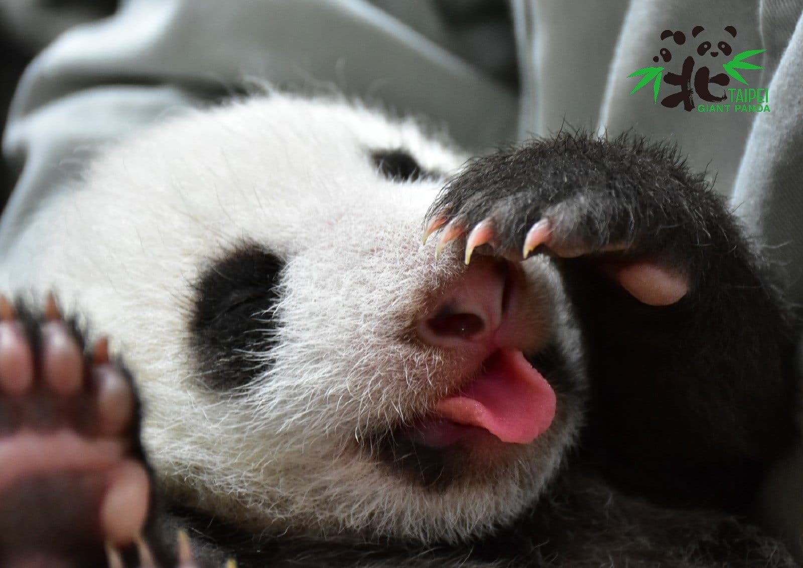 大貓熊寶寶要長大，靠媽媽不靠爸爸。（台北市立動物園提供）