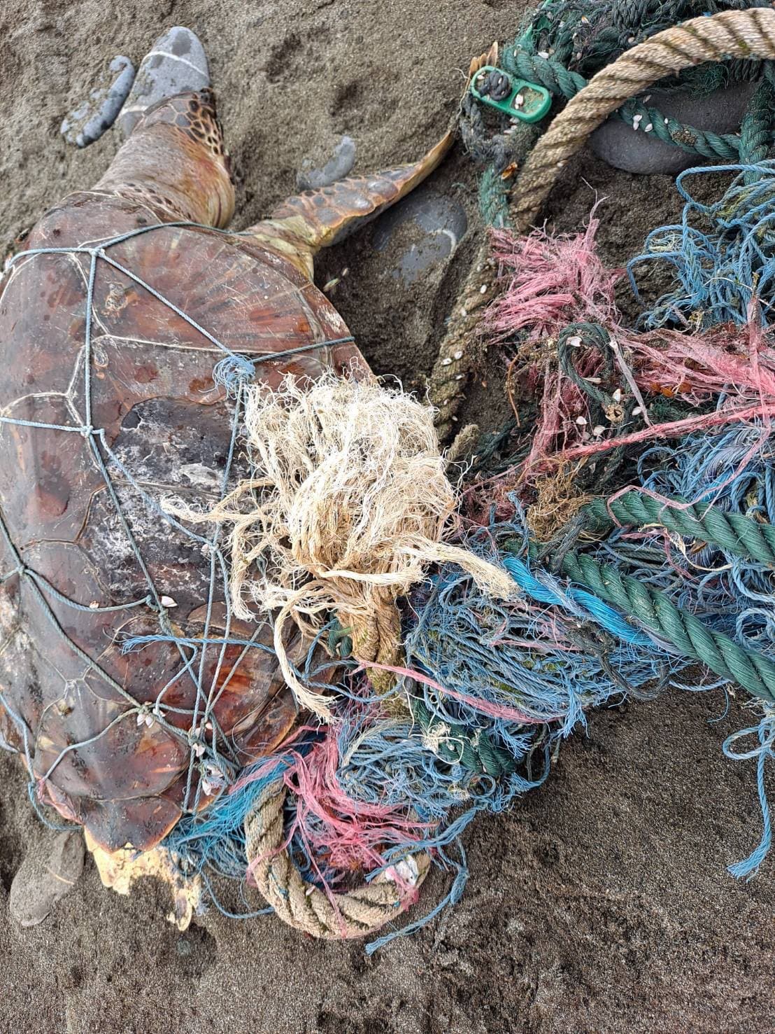 死亡海龜被廢棄漁網纏繞,已明顯死亡多時,且盾片有碎裂情形,背甲曲線長62公分、寬40公分。(翻攝自海巡署東部分署第一二岸巡隊)
