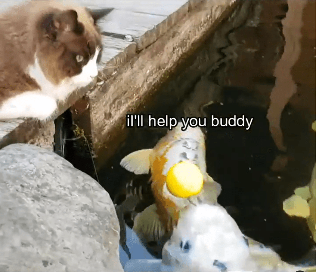 錦鯉嘟嘴相助,替貓咪把球頂回岸邊。(翻攝自IG@timo_the_ragdoll_cat)