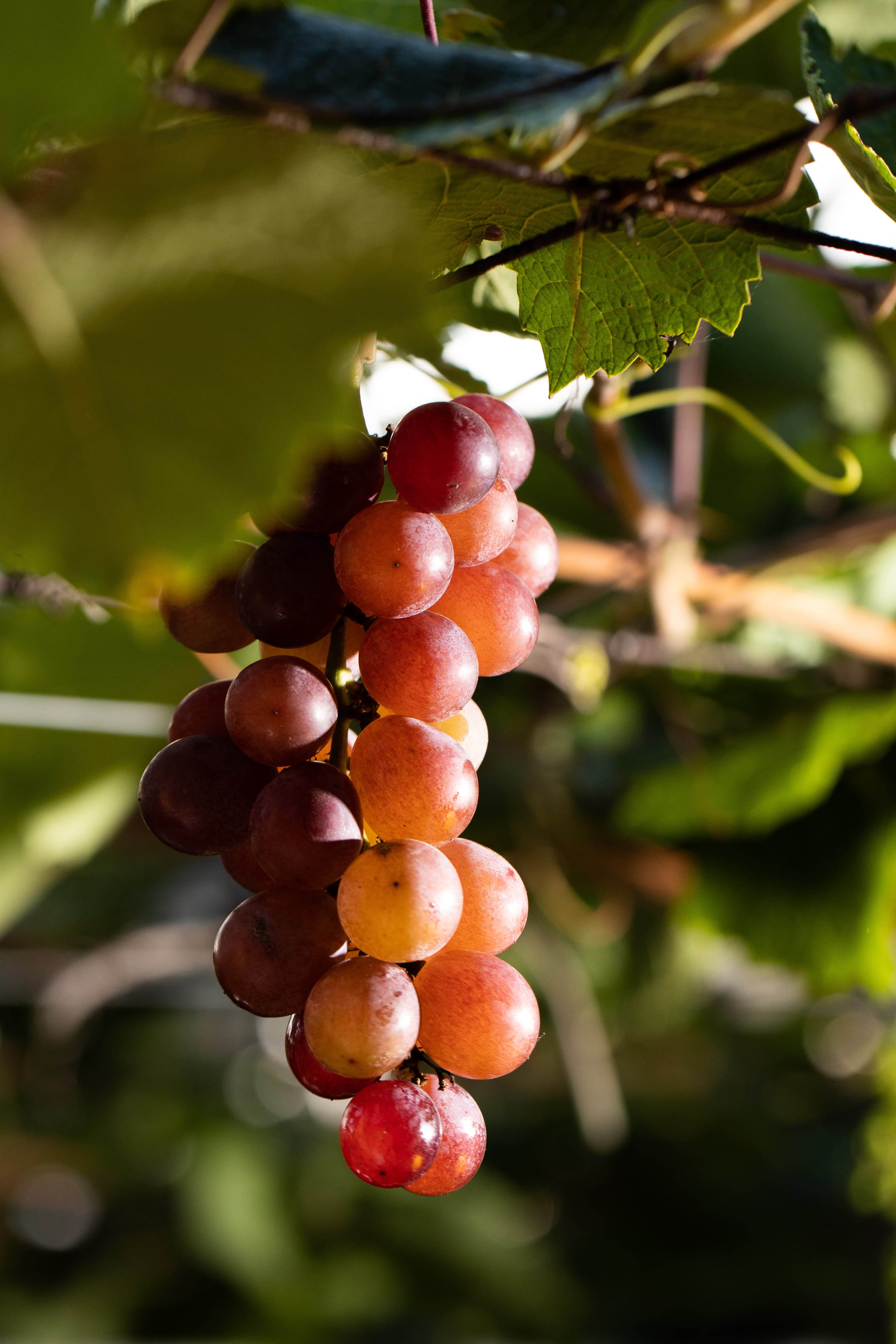 顏色淺紫紅、帶有蜂蜜香氣的蜜紅葡萄,有「香水葡萄」之稱。