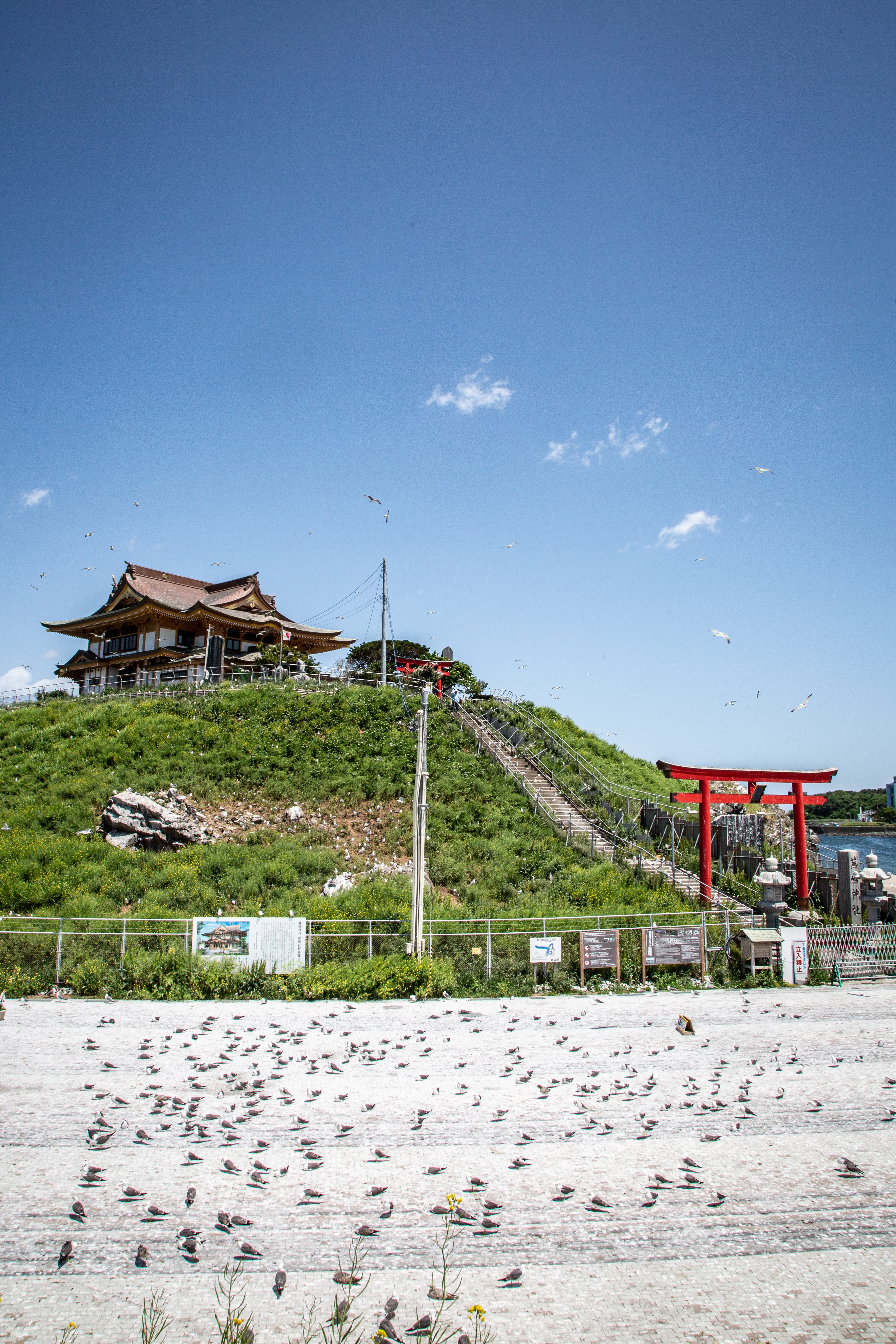 適逢產卵季,蕪嶋神社幾乎被黑尾鷗包圍。
