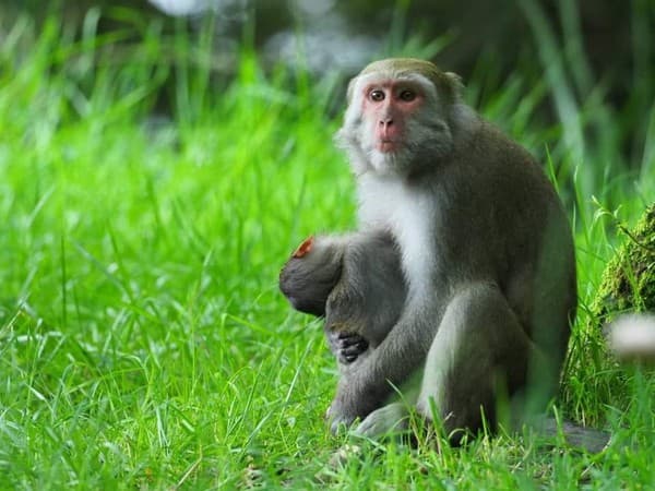 喪子母猴抱著小猴屍5天4夜,畫面令人不捨。(玉山國家公園管理處提供)