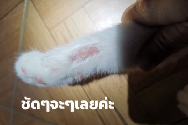 因為生黴菌所以到處掉毛。(翻攝薩巴馬FB)