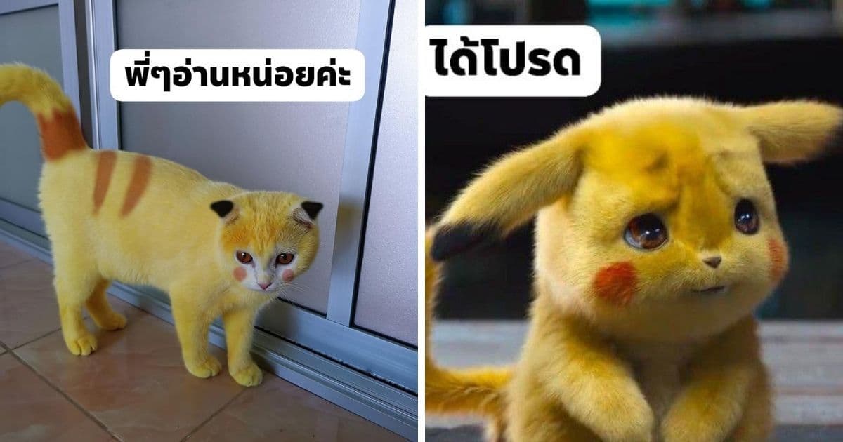 主人幫卡邦西修臉,鄉民接力修條紋,還製圖對照。(翻攝mycatYellow臉書粉專)