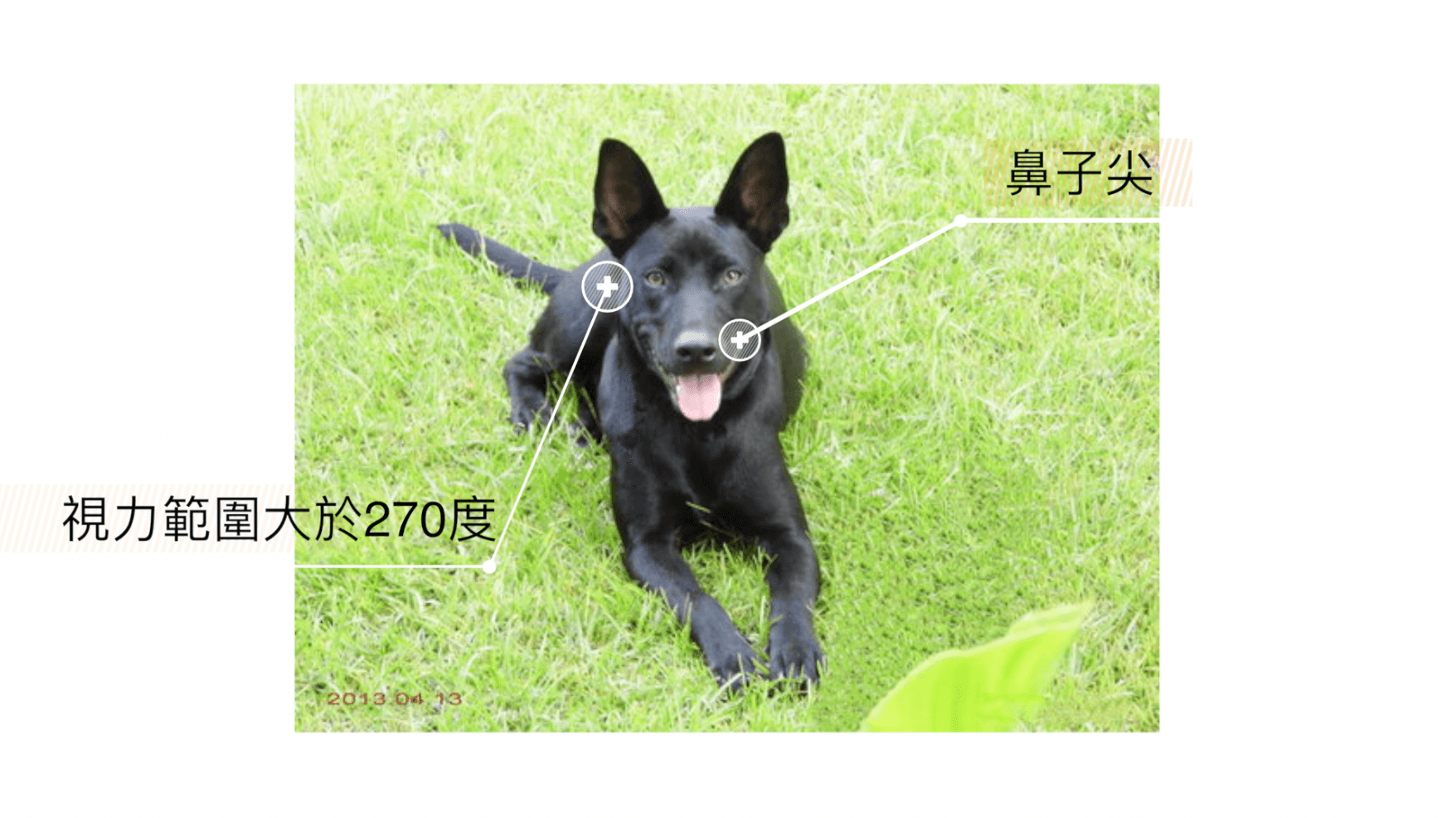 「熊爸」解釋,台灣土狗、米克斯都屬視覺系的獵犬,特色是狗鼻子比較尖,眼睛可看到的角度超過270度,非常敏感。
