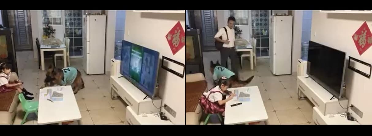 糯米聽見爸爸腳步聲,趕緊叫小主人回去寫作業。(翻攝抖音)