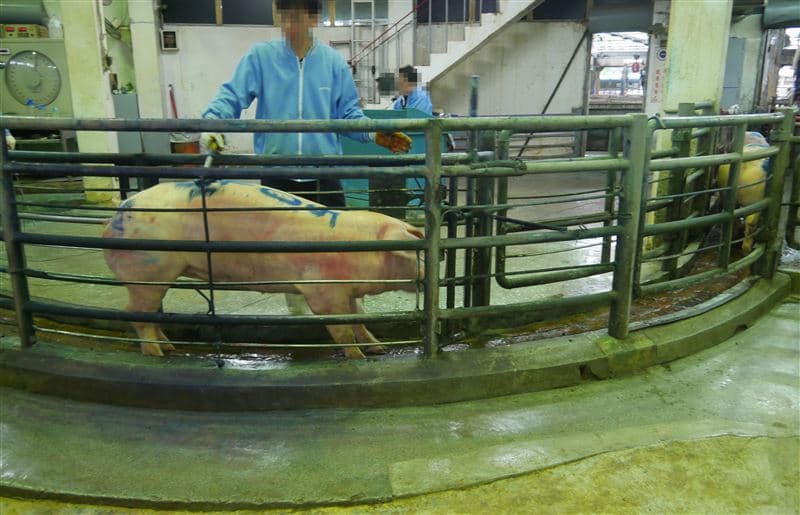 豬隻被運抵肉品市場後,在沒麻醉的狀態下被「刺印」來標記購買者。(台灣動物社會研究會提供)
