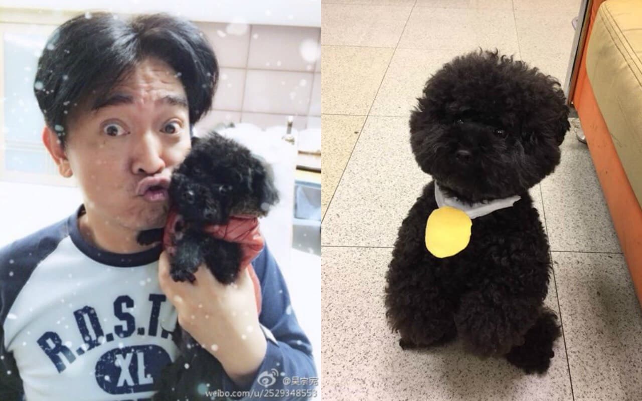 綜藝大哥大吳宗憲抱著愛犬常上版面,他的黑貴賓Bingo(右圖)也找上「熊爸」訓練,改善壞習慣。(翻攝自吳宗憲微博、臉書)