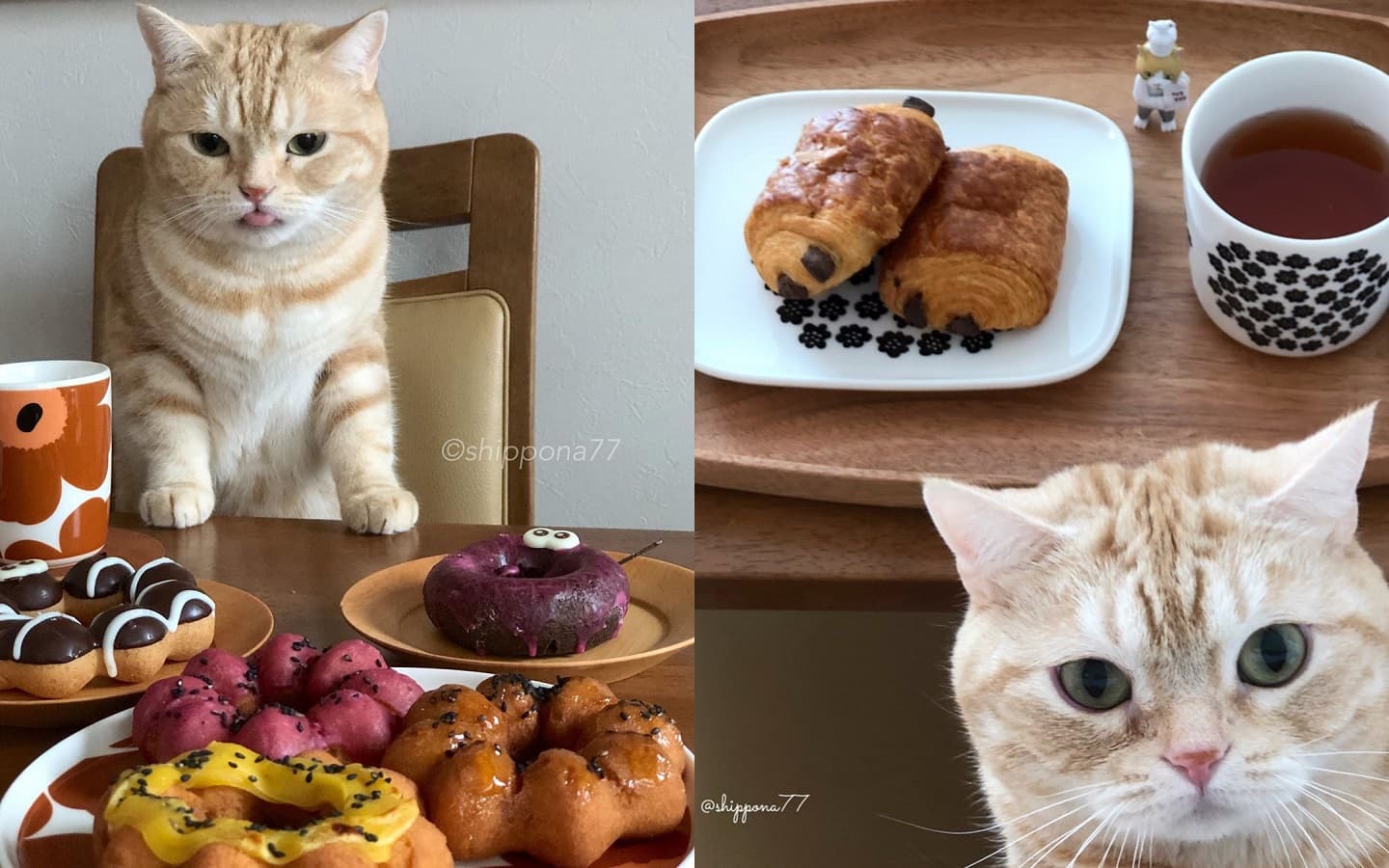 茶太郎其他角度的巡視照。(翻攝自IG/shippona77)