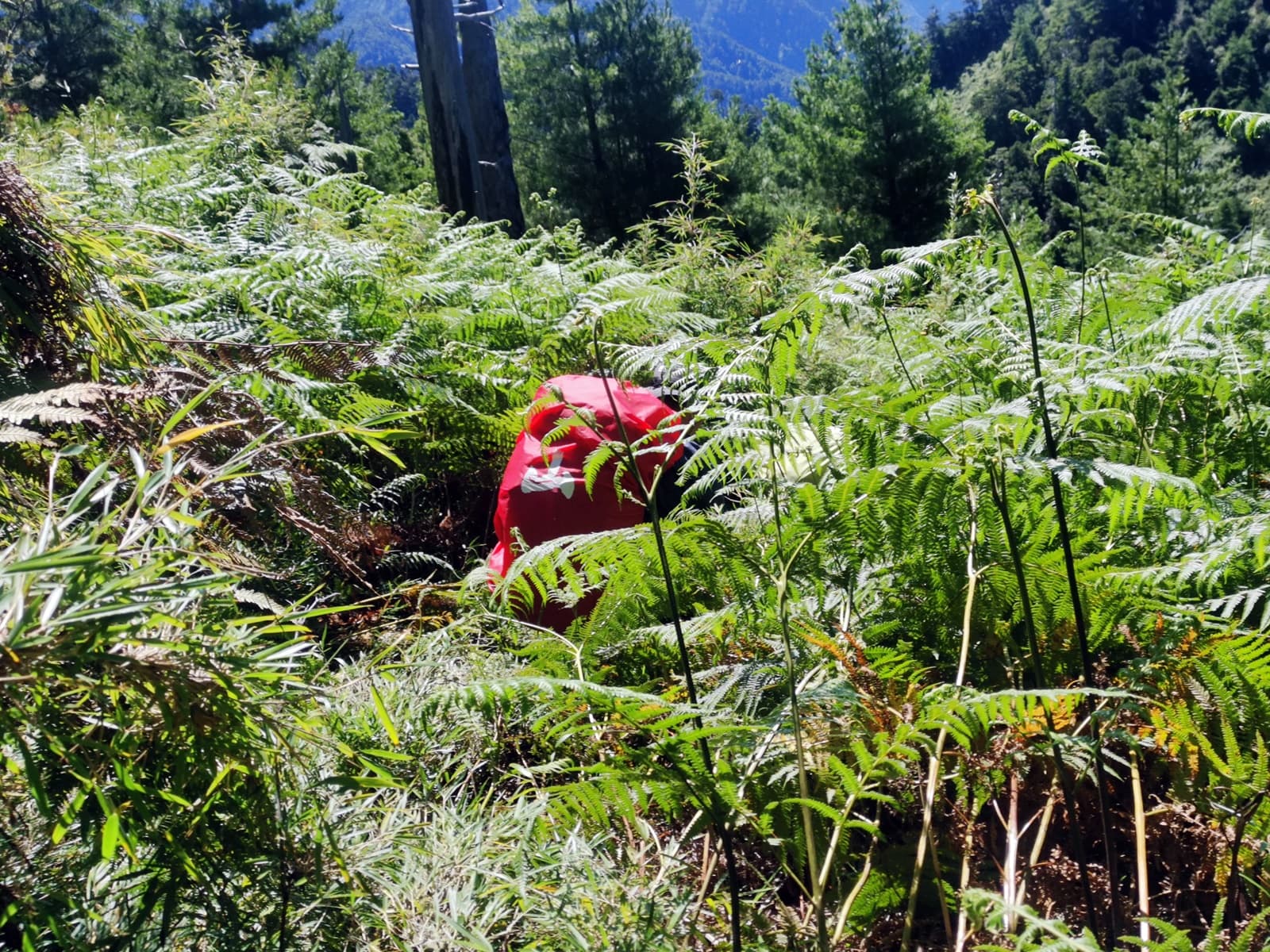茂密的森林及箭竹林，是考驗個人的認路經驗，新手要跟緊前方的隊友。