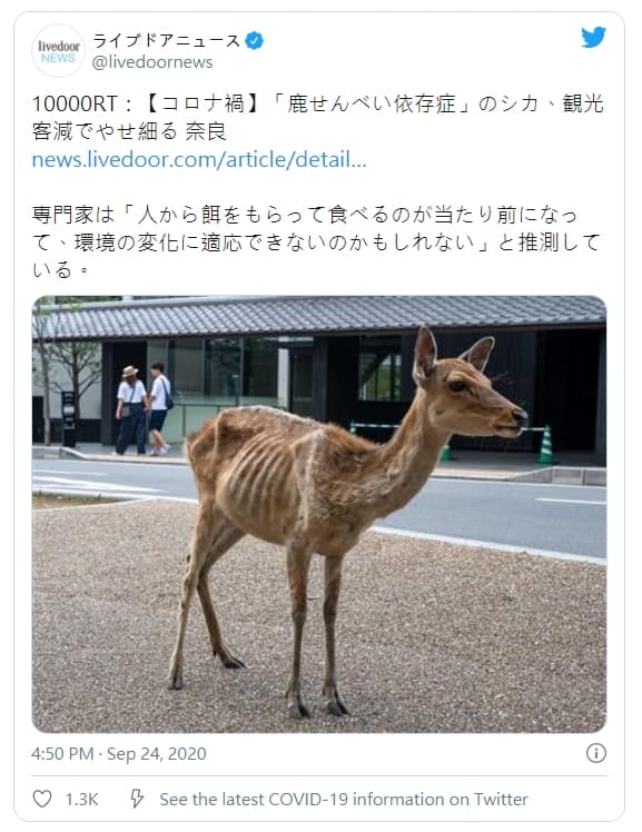 平均每天能吃上60片鹿仙貝,如今主食缺乏,只能到處找草吃。(翻攝自@livedoornews 推特)