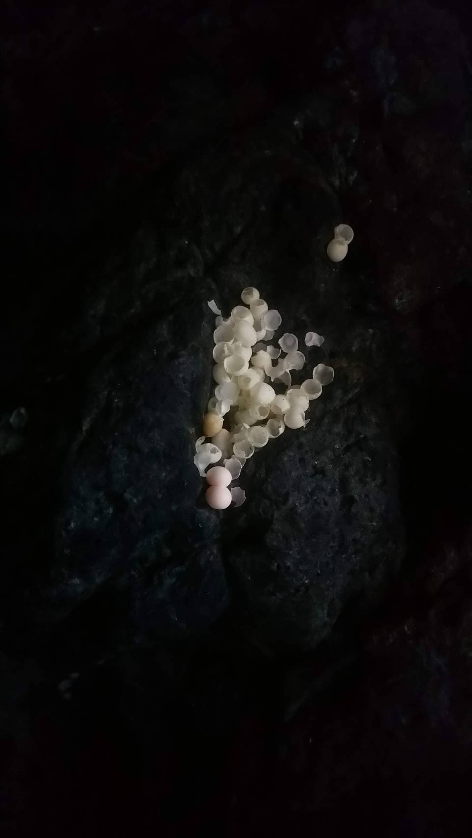 鉛山壁虎產卵遺跡。