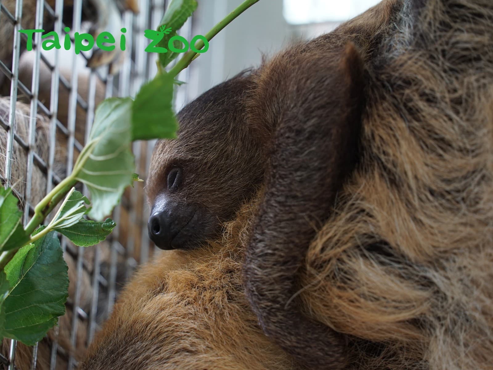 台北市立動物園樹懶寶寶「葉夏」在國際樹懶日這時已經滿4個月大了。(翻攝自台北市立動物園臉書)