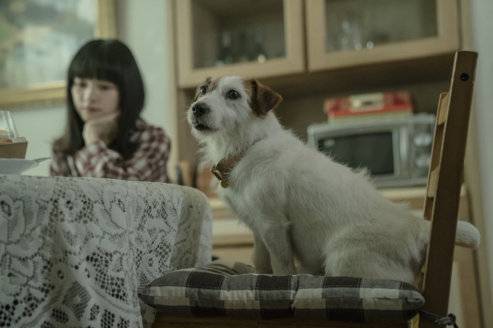 傑克羅素梗犬「吉米」是業界知名的動物明星,廣告片中經常出現牠身影。(酷斯本提供)
