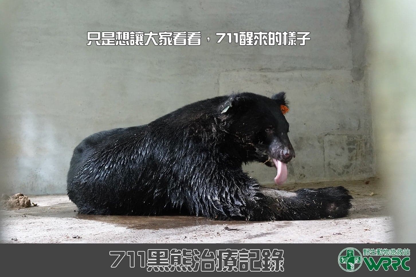 小7麻醉後剛甦醒的模樣。(翻攝自野生動物急救站臉書)