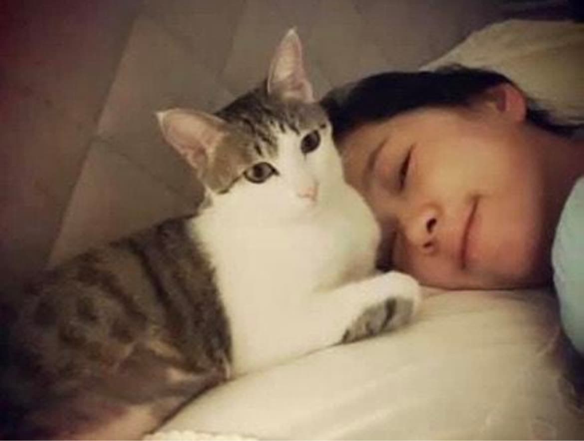 六月透露自己宛如愛貓小三的母親絕不可能棄養。(翻攝自六月臉書)